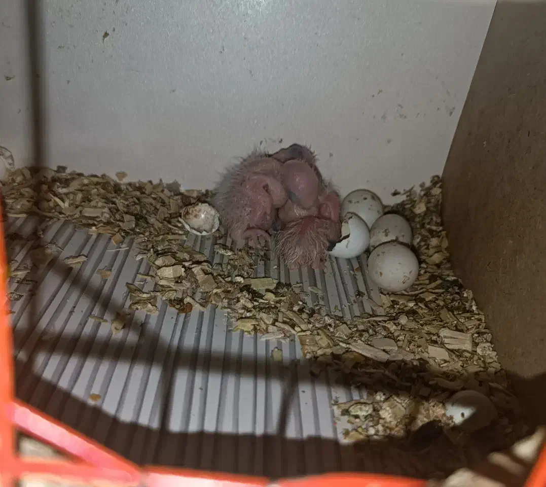 گرینچیک مولد|پرنده|پیرانشهر, |دیوار