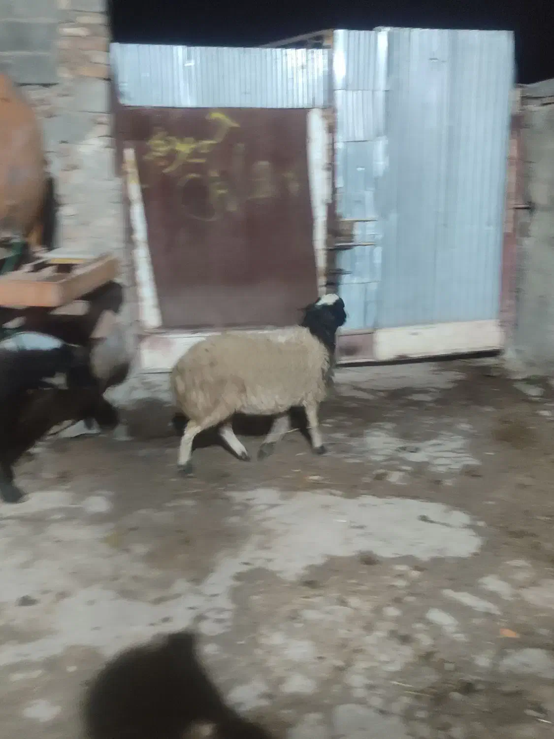 گوسفند|حیوانات مزرعه|دورود, |دیوار