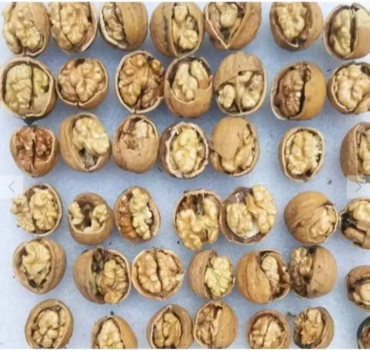 گردو درجه۱|خوردنی و آشامیدنی|رشت, خواهر امام|دیوار