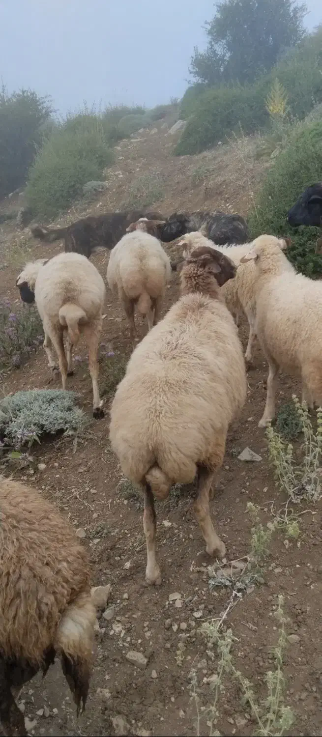 گوسفند شکم دار|حیوانات مزرعه|املش, |دیوار