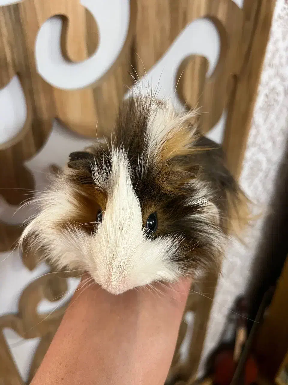 خوکچه هندی نر بالغ|موش و خرگوش|تبریز, |دیوار