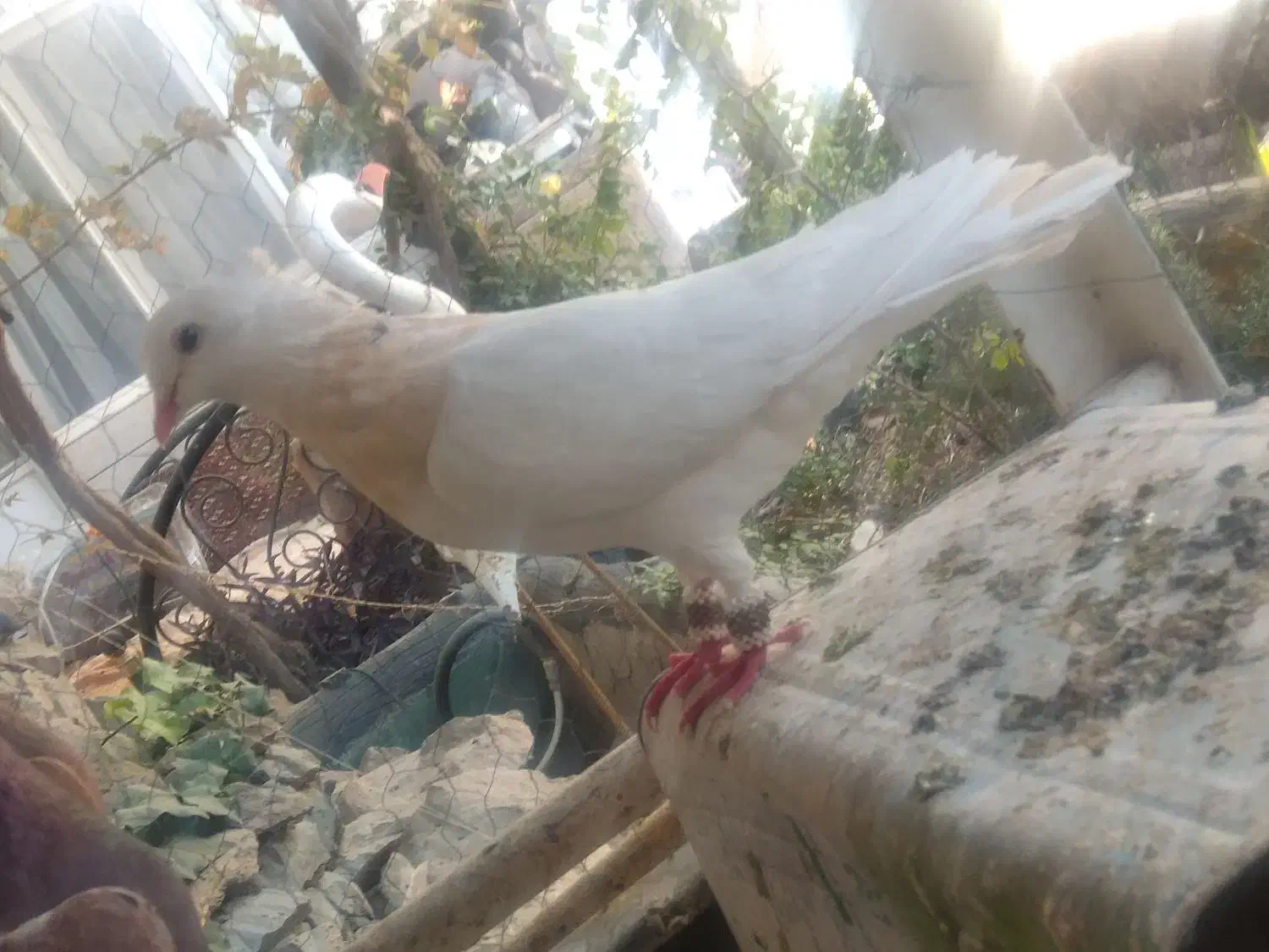 نر طوقی|پرنده|نجف‌آباد, رجایی شمالی|دیوار