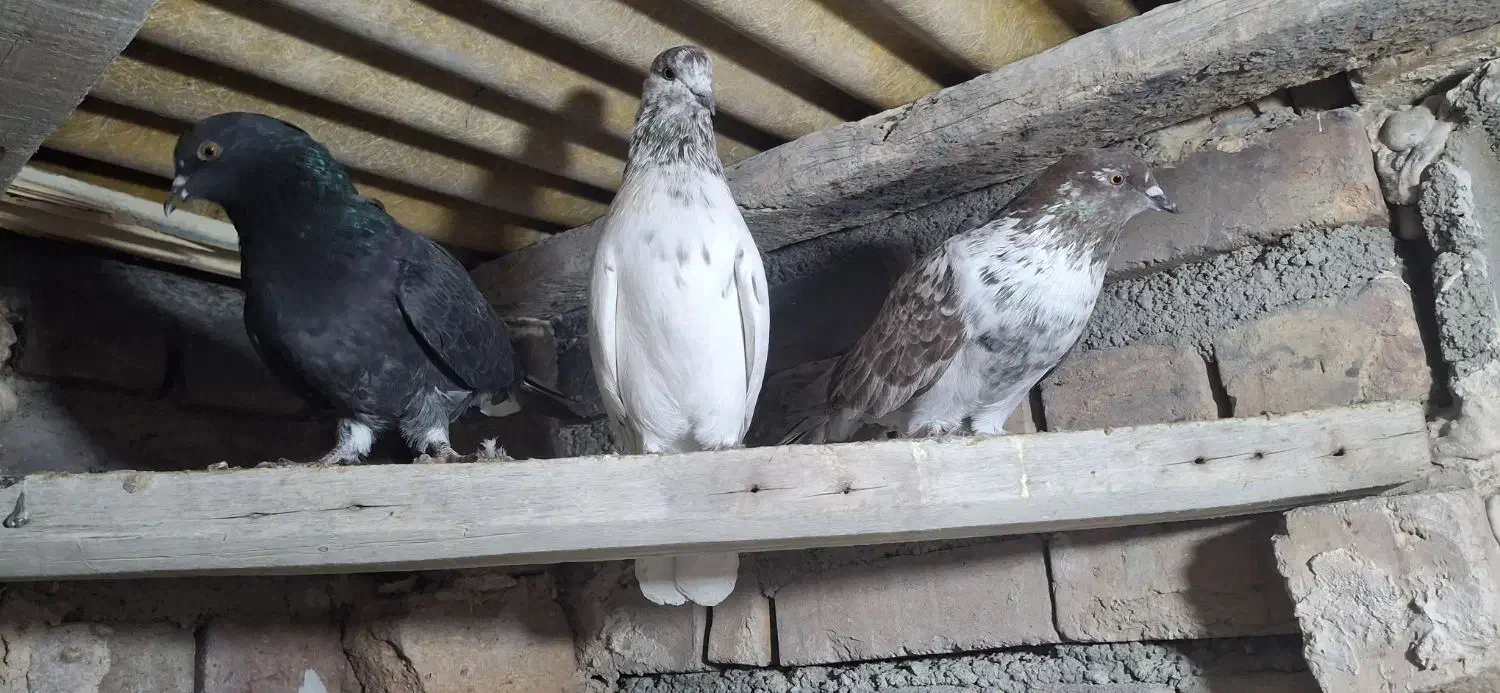 کبوتر  پرشی|پرنده|نوشین شهر, |دیوار