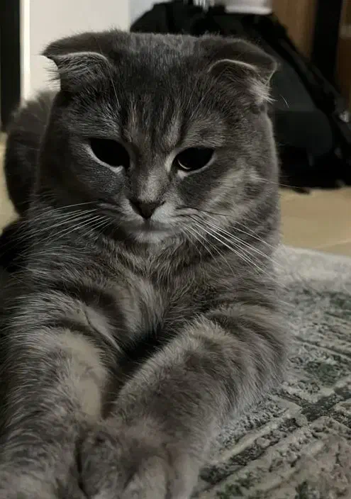 واگذاری رایگان اسکاتیش فولد|گربه|بروجرد, |دیوار