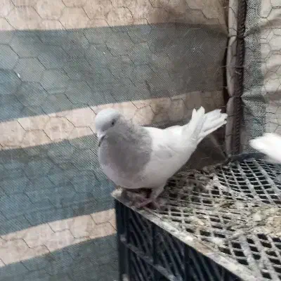 کبوتر|پرنده|بانه, |دیوار