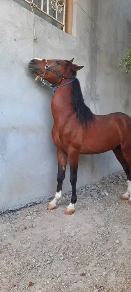 لیلاج شیر مست نوه کامران قدیری|اسب و تجهیزات اسبسواری|سنقر, |دیوار