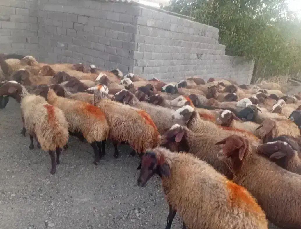 گوسفند و بره بز و تی بز|حیوانات مزرعه|خرمآباد, |دیوار