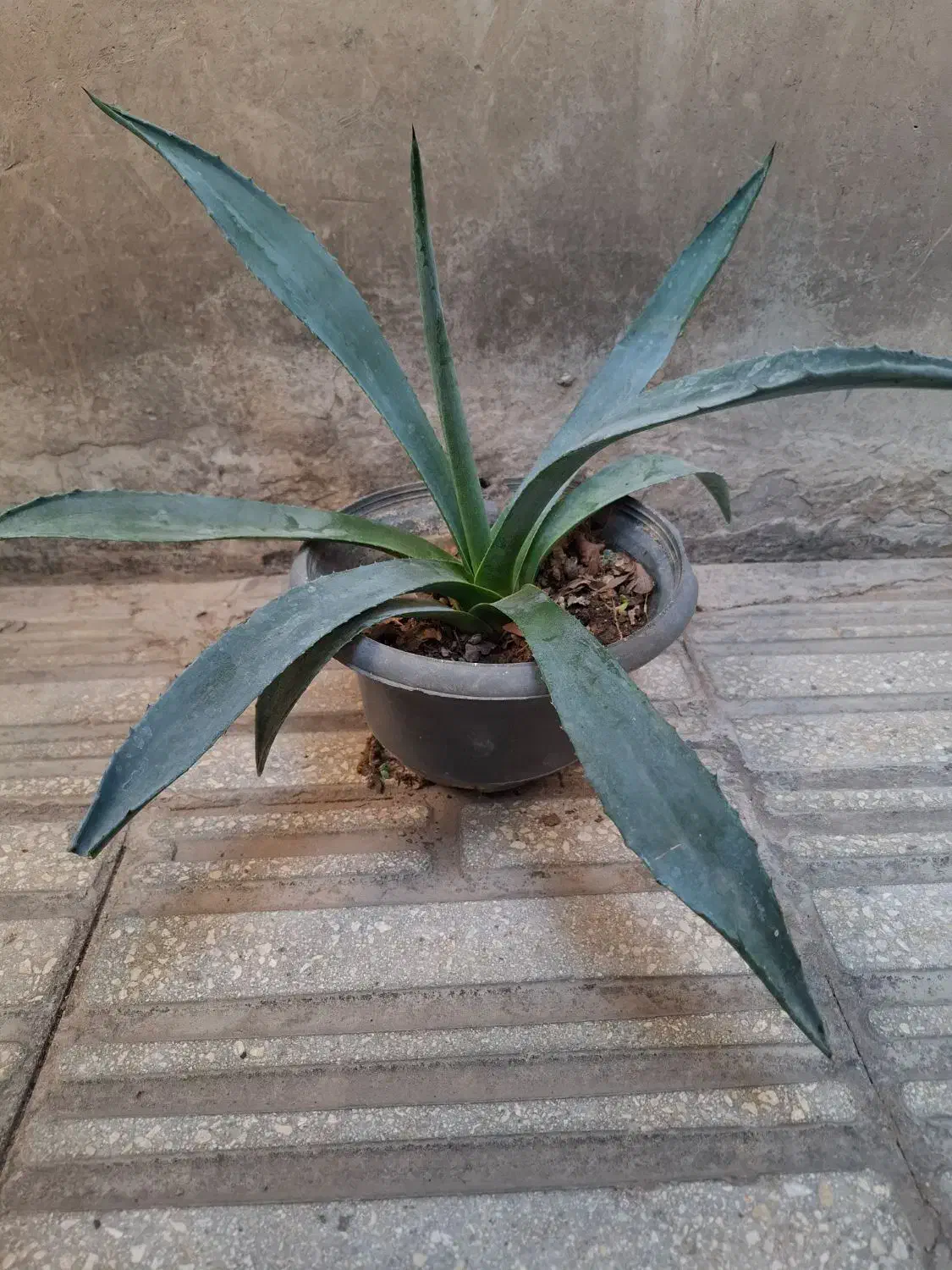 گل و گیاه طبیعی|گل و گیاه طبیعی|الوند, |دیوار