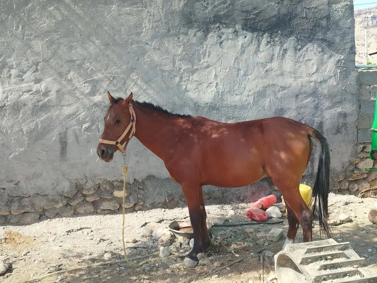 فروش اسب|اسب و تجهیزات اسبسواری|یاسوج, |دیوار
