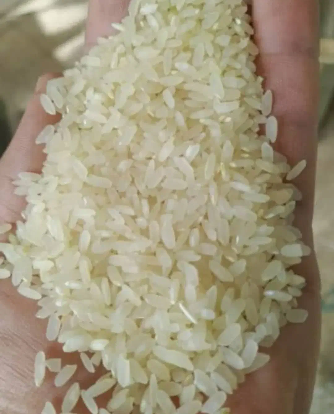 فروش برنج کامفیروزی اصل درجه یک|خوردنی و آشامیدنی|صدرا-فارس, فاز ۱|دیوار