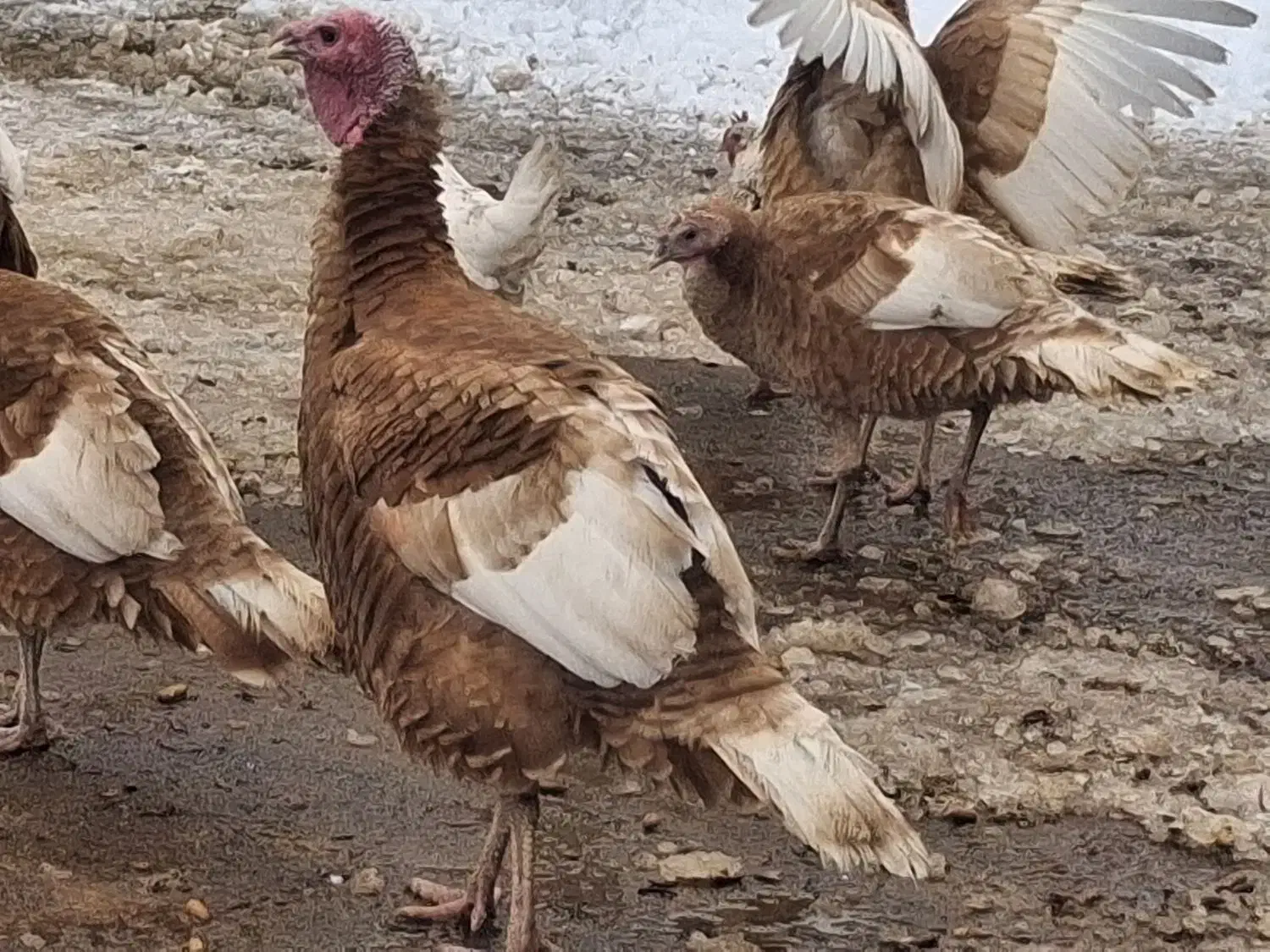 بوقلمون محلی قرمز.|حیوانات مزرعه|سقز, |دیوار