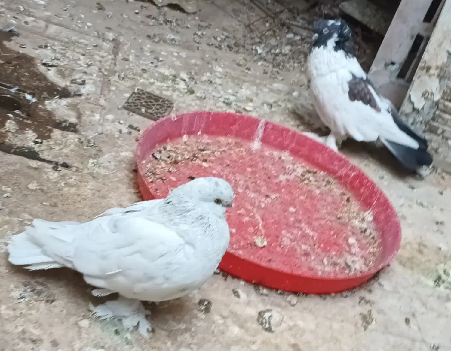 کفتر لانگ فیس نر|پرنده|قم, شهرک توانیر|دیوار