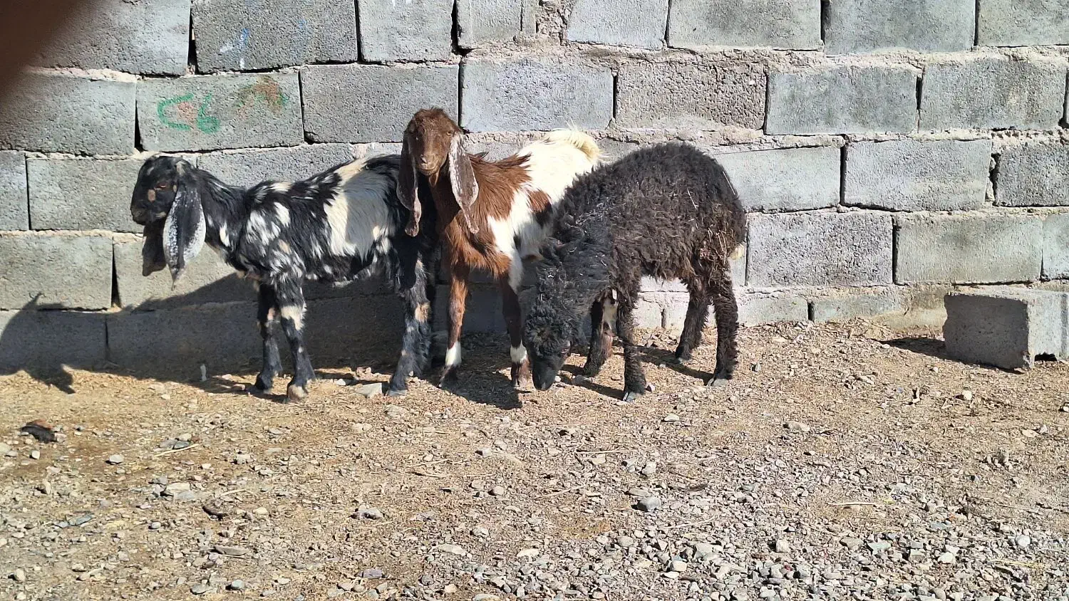 ۲ تا کره یک بره|حیوانات مزرعه|رفسنجان, |دیوار