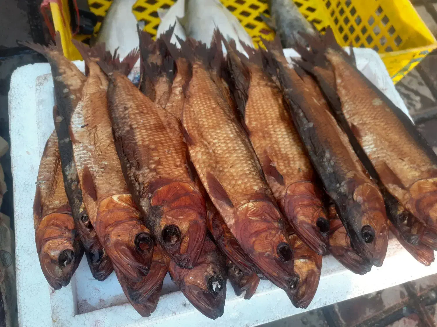 دودی|ماهی|صومعهسرا, |دیوار