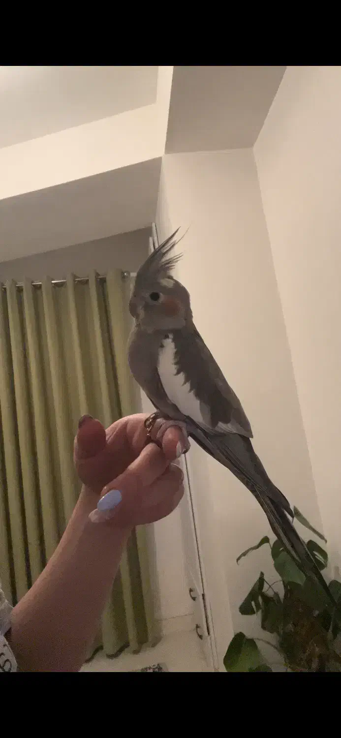 گمشده|پرنده|تنکابن, |دیوار