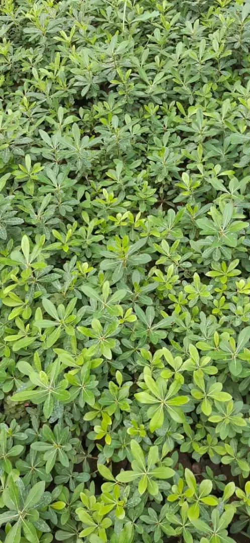 فروش پیتسپرون کیفیت عالی|خدمات باغبانی و درختکاری|کتالم و سادات شهر, |دیوار