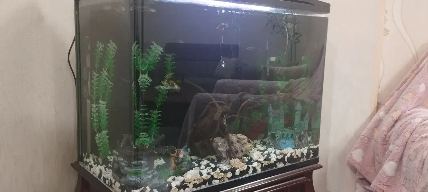 آکواریم خارجی زیبا|ماهی|تهران, افسریه شمالی|دیوار