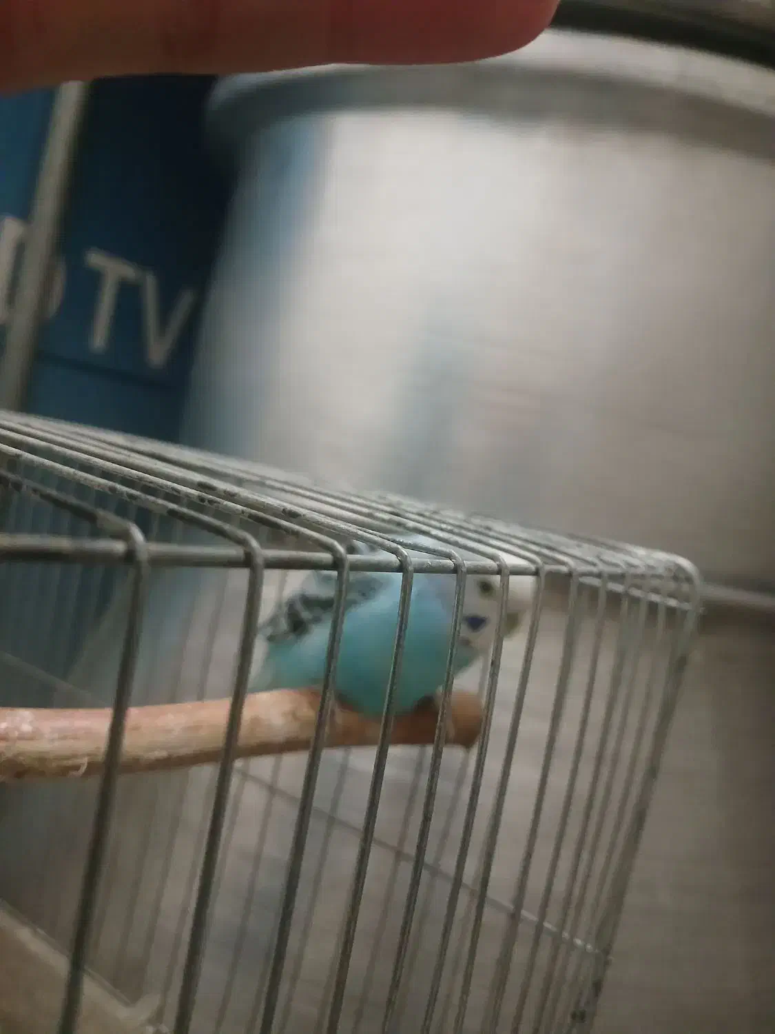 مرغ.عشق جفت سالم سالم|پرنده|هشتگرد, شهرک راه آهن|دیوار