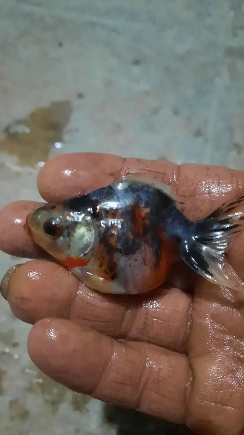 ماهی کاشان عمده|ماهی|کاشان, راوند|دیوار