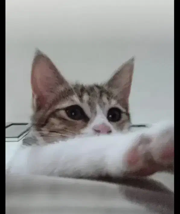 واگذاری رایگان گربه dsh|گربه|هشتگرد, فاز ۷ مهستان|دیوار