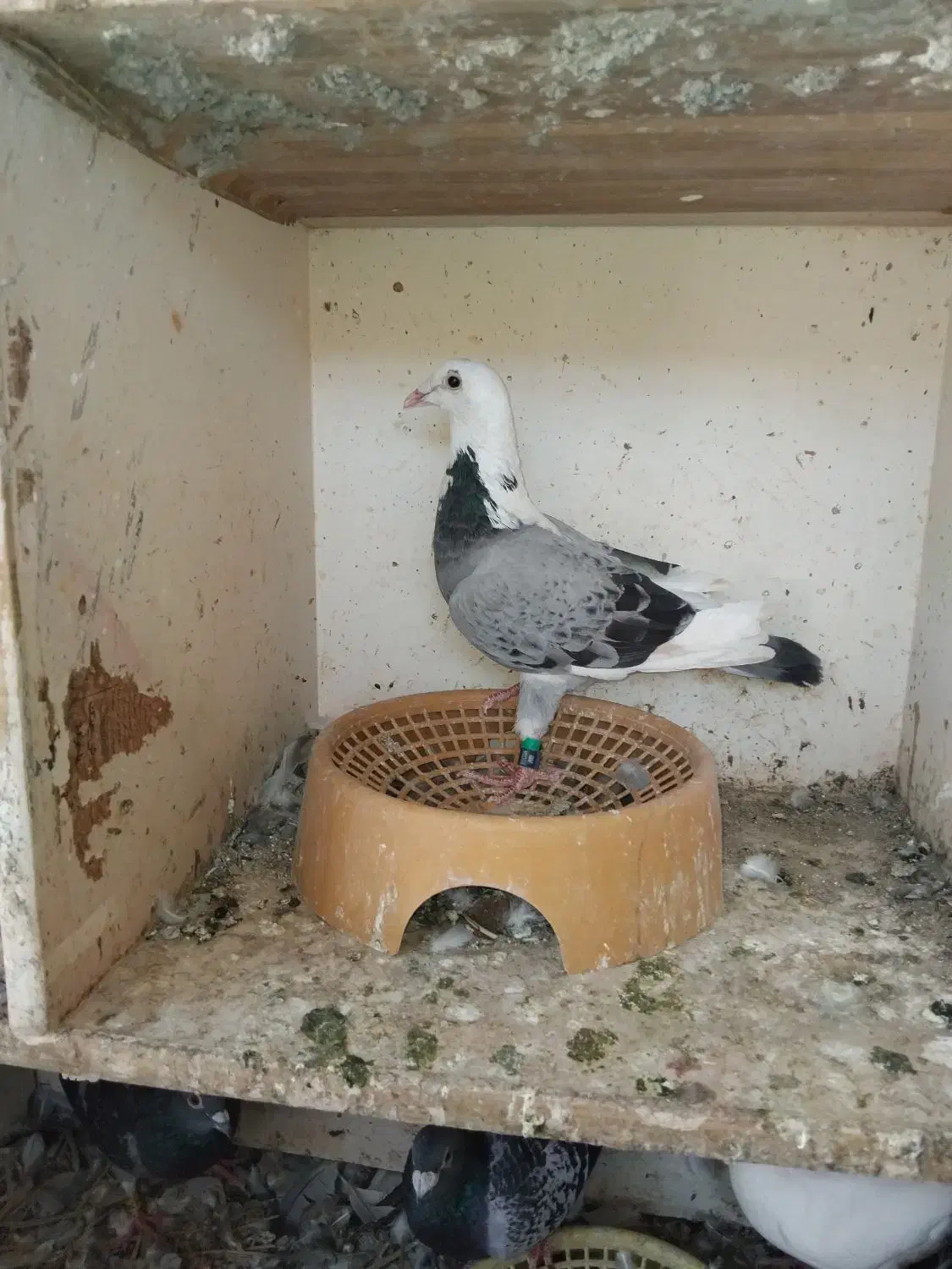 پلاکی|پرنده|شادگان, |دیوار