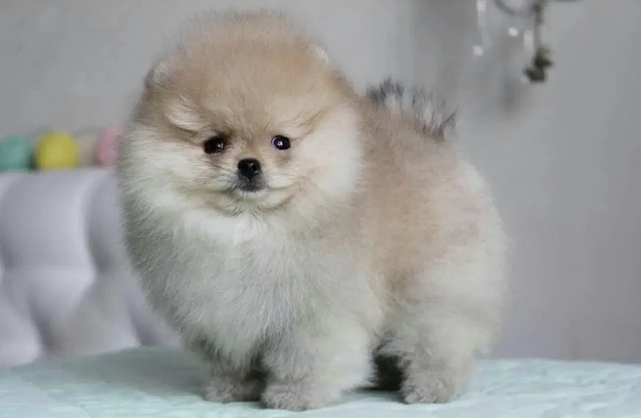 سگ پامر خرسی مستقیم از پرورشدهنده بدون واسطه|سگ|شیراز, باهنر|دیوار