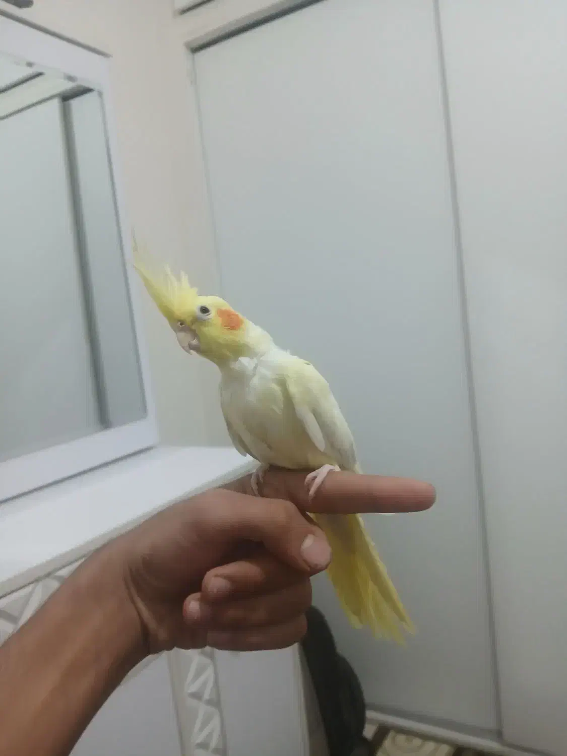 عروس هلندی|پرنده|اندیشه, اندیشه فاز ۵|دیوار