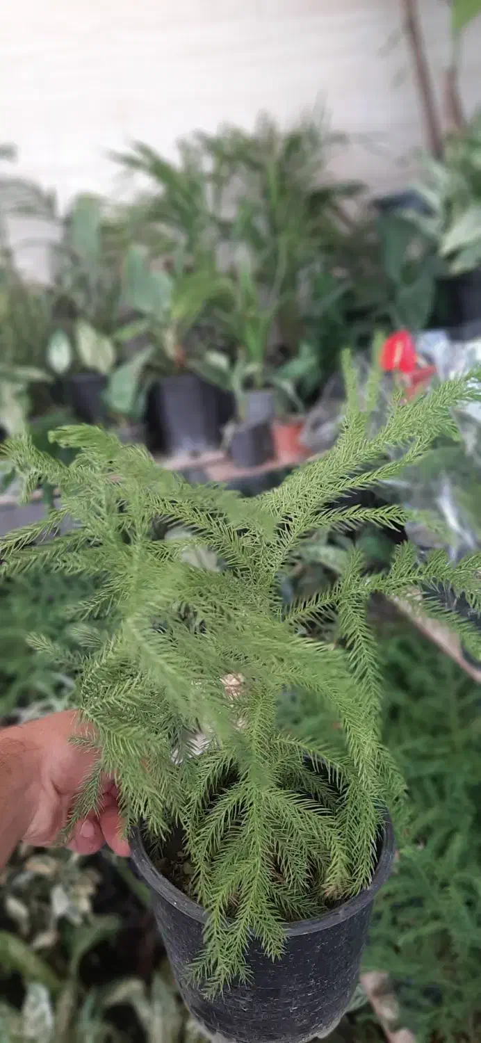 کاج مطبق|گل و گیاه طبیعی|ویلکیج, |دیوار