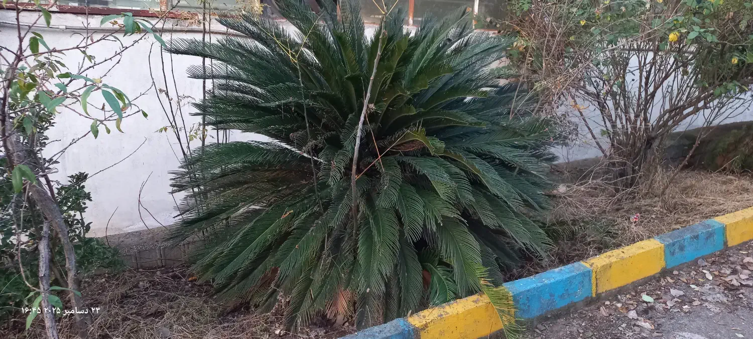 گل سیکاس|گل و گیاه طبیعی|بابل, |دیوار