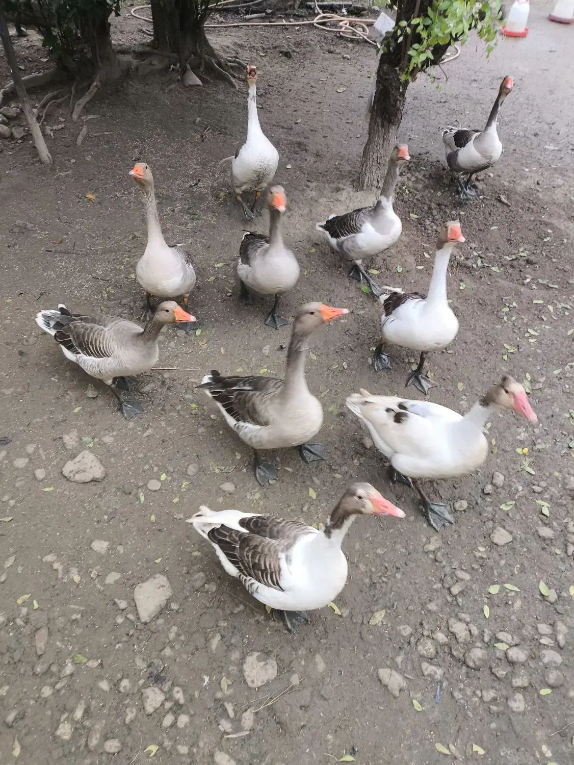 غاز نر|حیوانات مزرعه|فومن, |دیوار