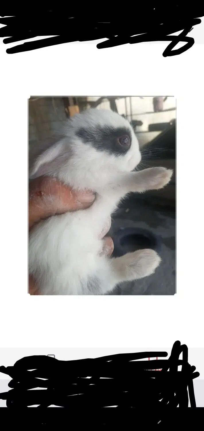 خرگوش|موش و خرگوش|یاسوج, |دیوار