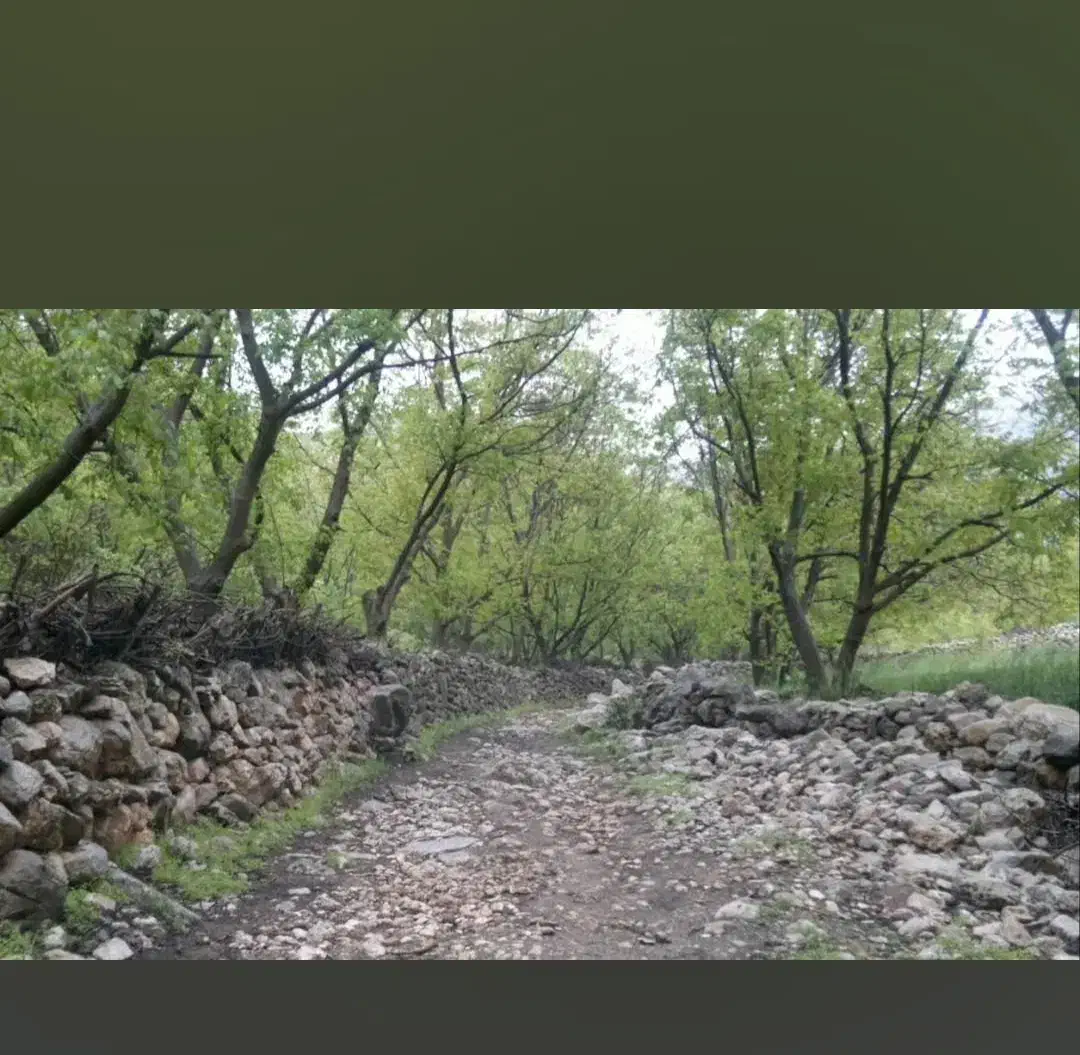 فروش باغ روستای شمشیر (پاوه)|فروش زمین و ملک کلنگی|پاوه, |دیوار