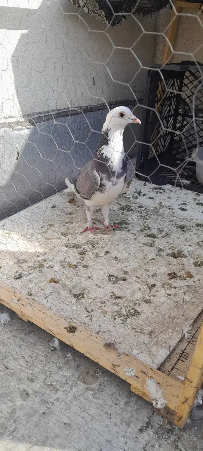 عبلق نر|پرنده|نگین شهر, |دیوار