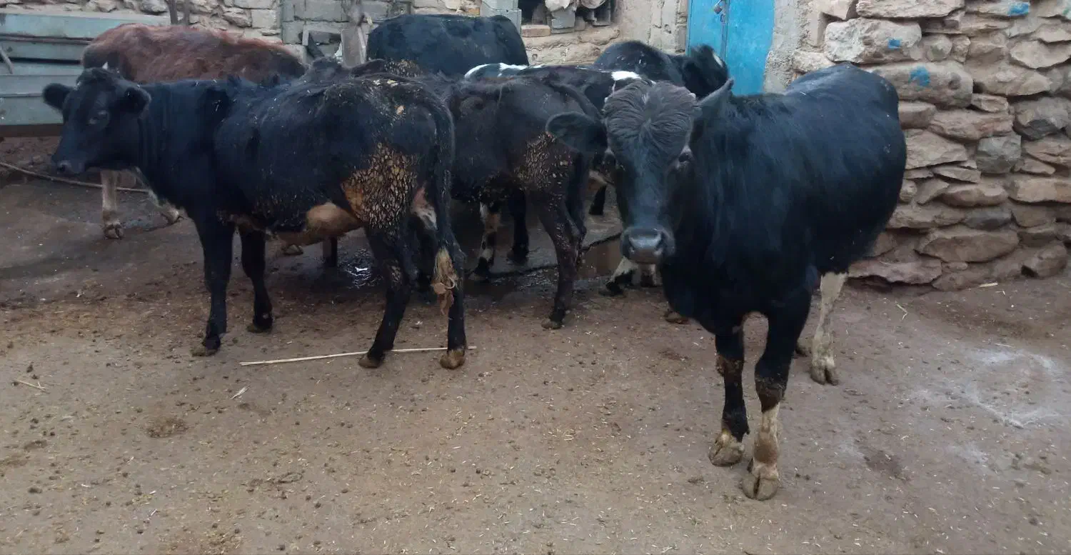 فروش شش راس گوساله سه تا  نر سه تا ماده یک ساله|حیوانات مزرعه|کامیاران, |دیوار