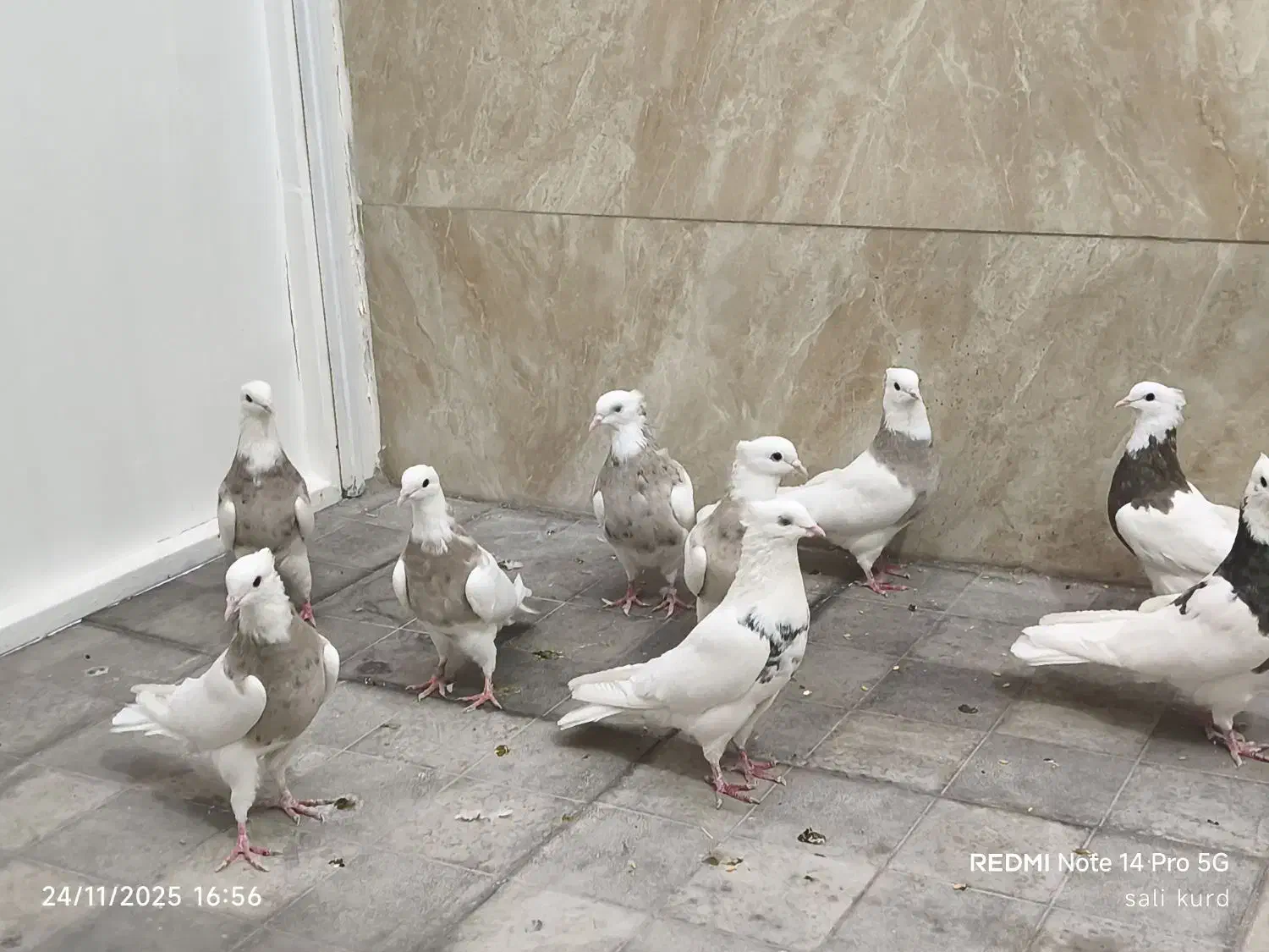 فروش تعدادی طوقی|پرنده|شهریار, شهرک بهاران (ویره)|دیوار