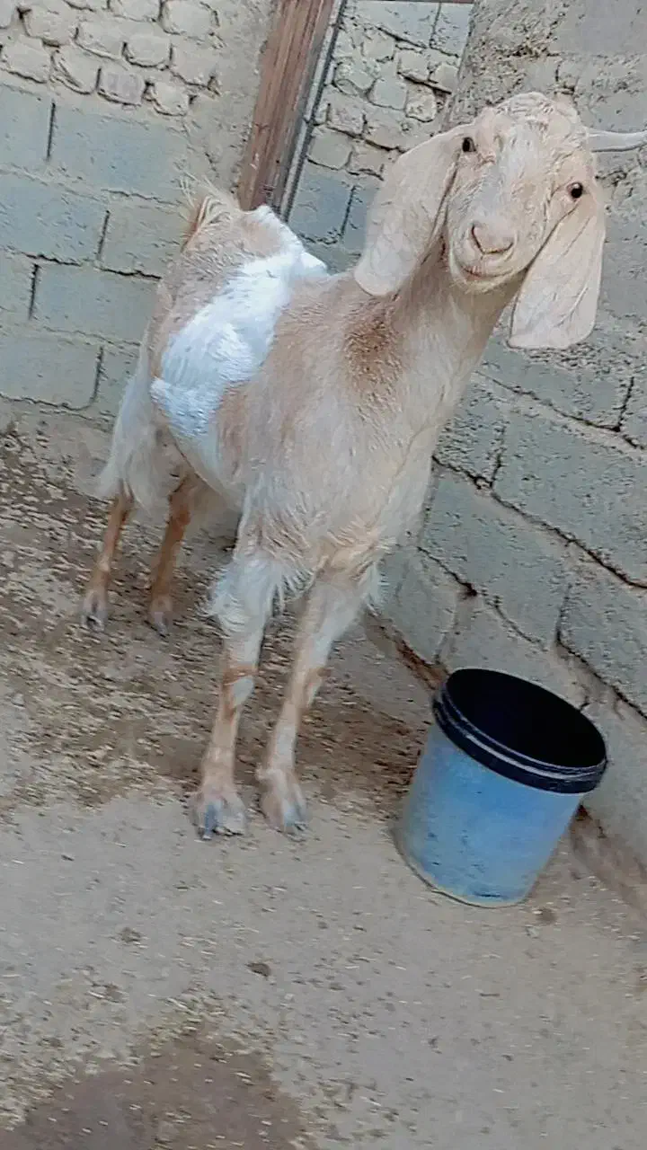 بز.|حیوانات مزرعه|زابل, |دیوار