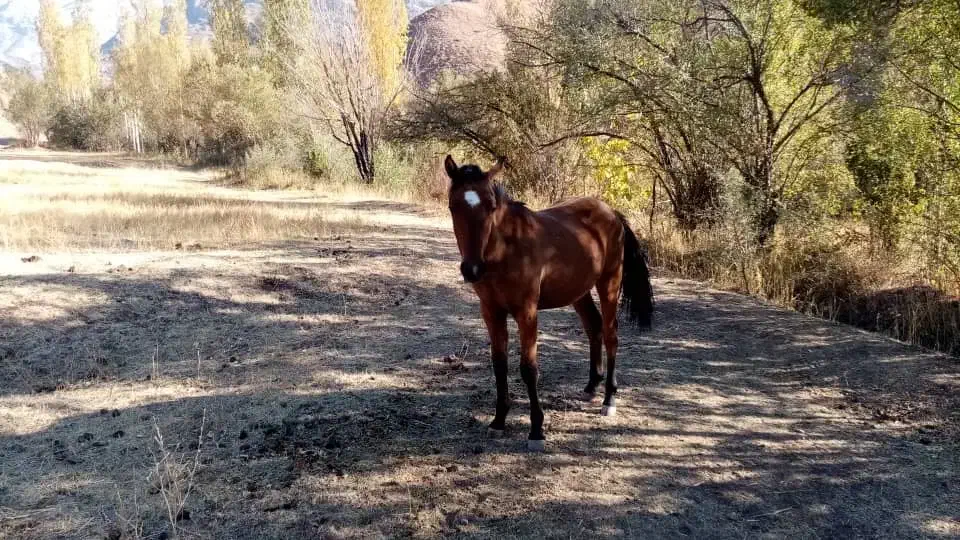 مادیان و کره مادیان|اسب و تجهیزات اسب‌سواری|طالقان, |دیوار