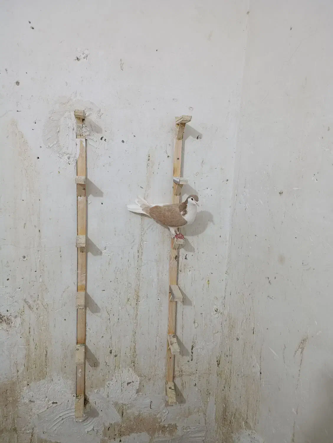 کفتر راست زرد|پرنده|قائن, |دیوار