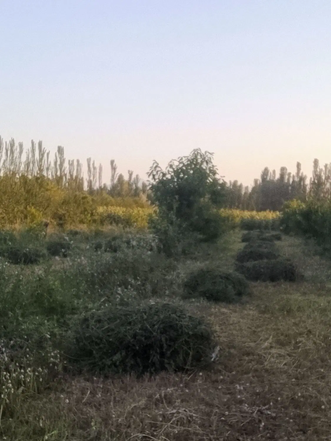 یونجه|لوازم جانبی حیوانات|خوی, |دیوار