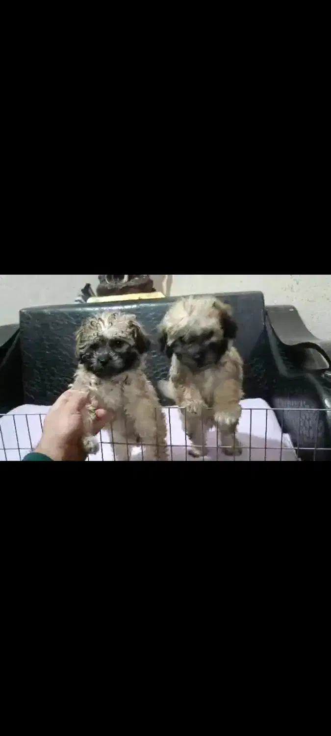 پودل و رفیقاش 2ماهه|سگ|هشتگرد, فاز ۲ مهستان|دیوار