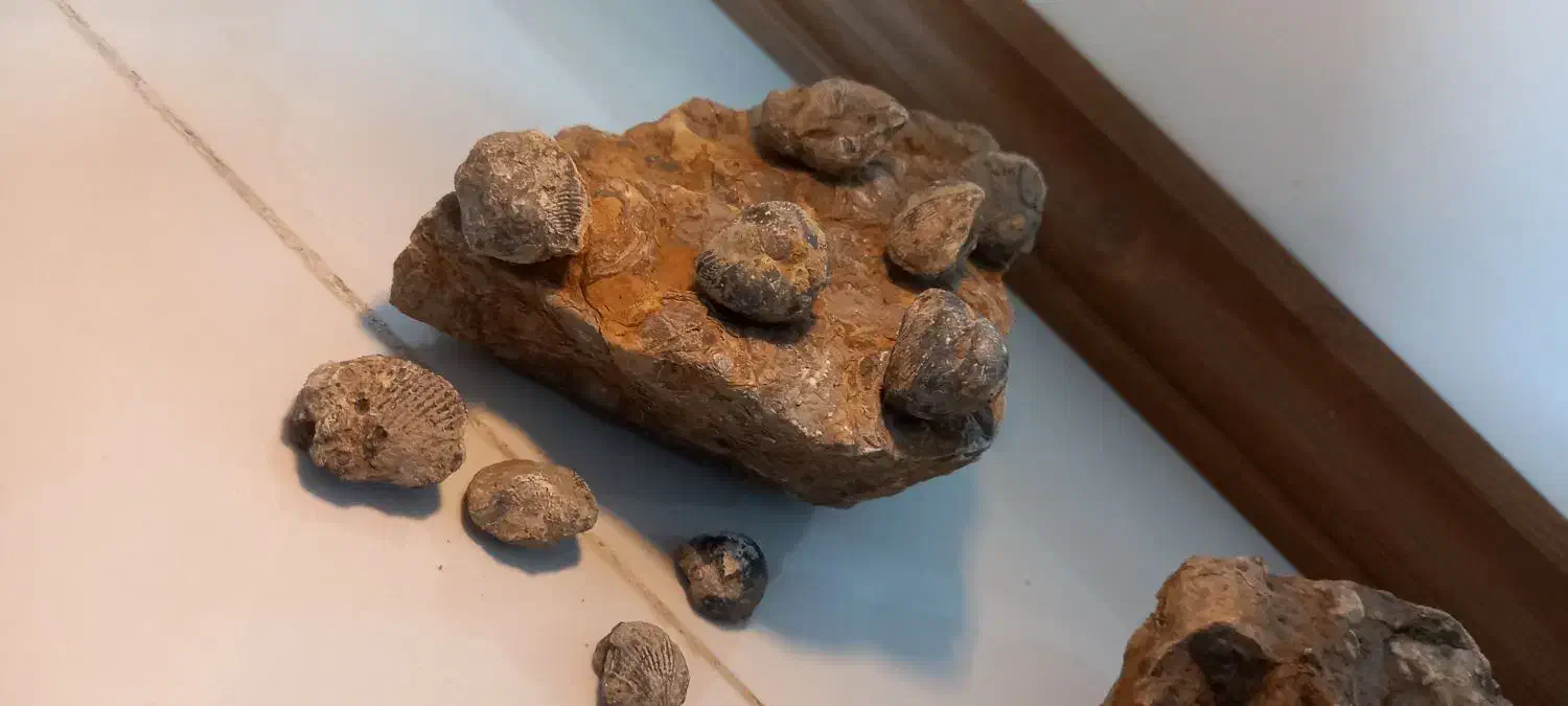 فسیل صدف|کلکسیون اشیاء عتیقه|وحیدیه, |دیوار