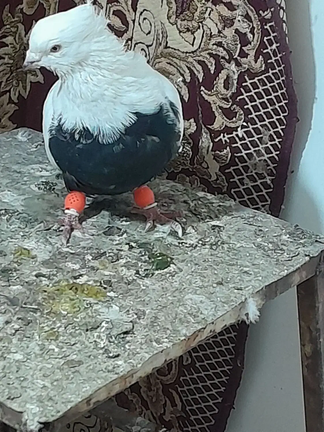 کفتر|پرنده|بروجرد, |دیوار