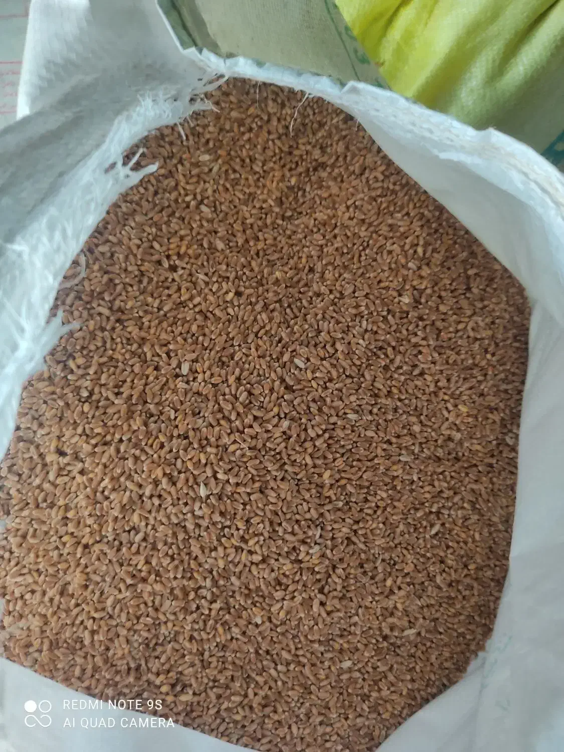 بذر گندم|عمدهفروشی|پارسآباد, |دیوار