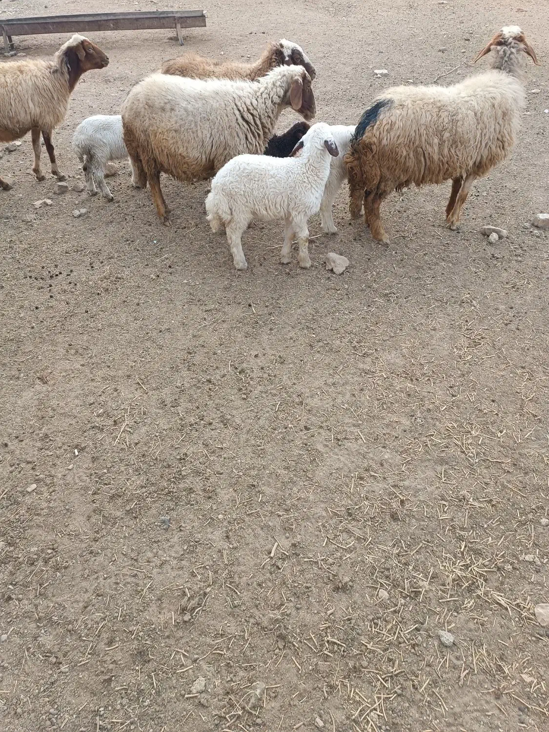 چهار عدد میش و بره|حیوانات مزرعه|ایلام, |دیوار