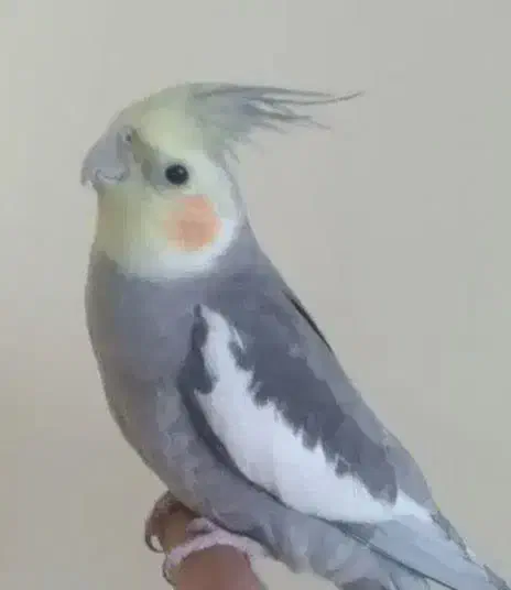 گمشده عروس هلندی)شهرک بهشتی|حیوانات|همدان, |دیوار