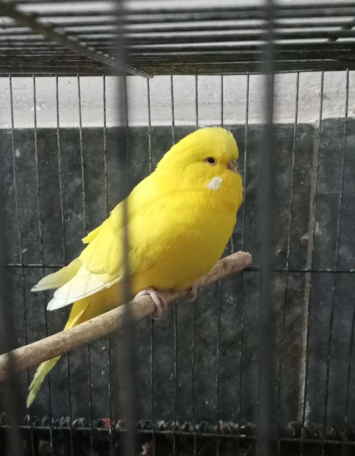 مرغ عشق هلندی|پرنده|قرچک, شهرک گلها|دیوار