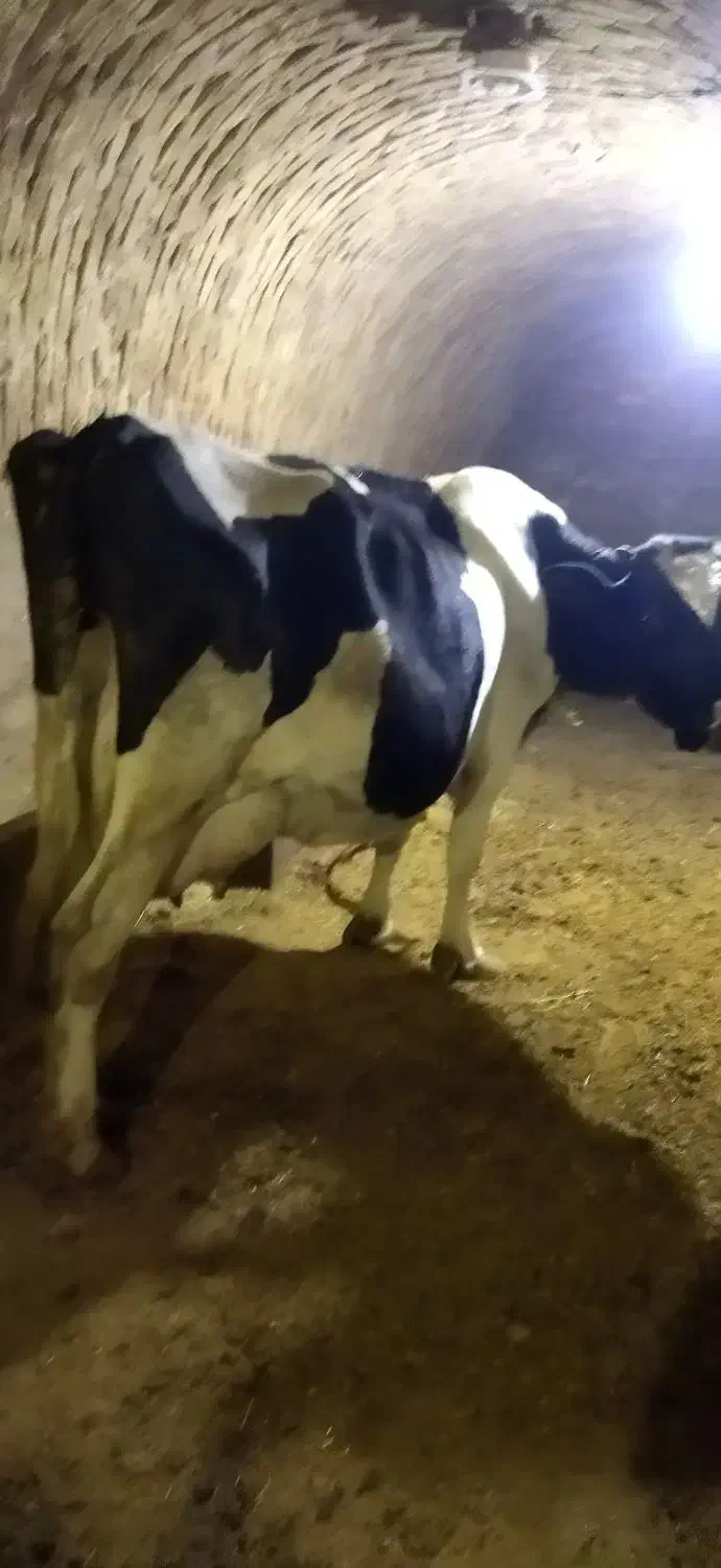 گاو شیری|حیوانات مزرعه|چهاردولی, |دیوار