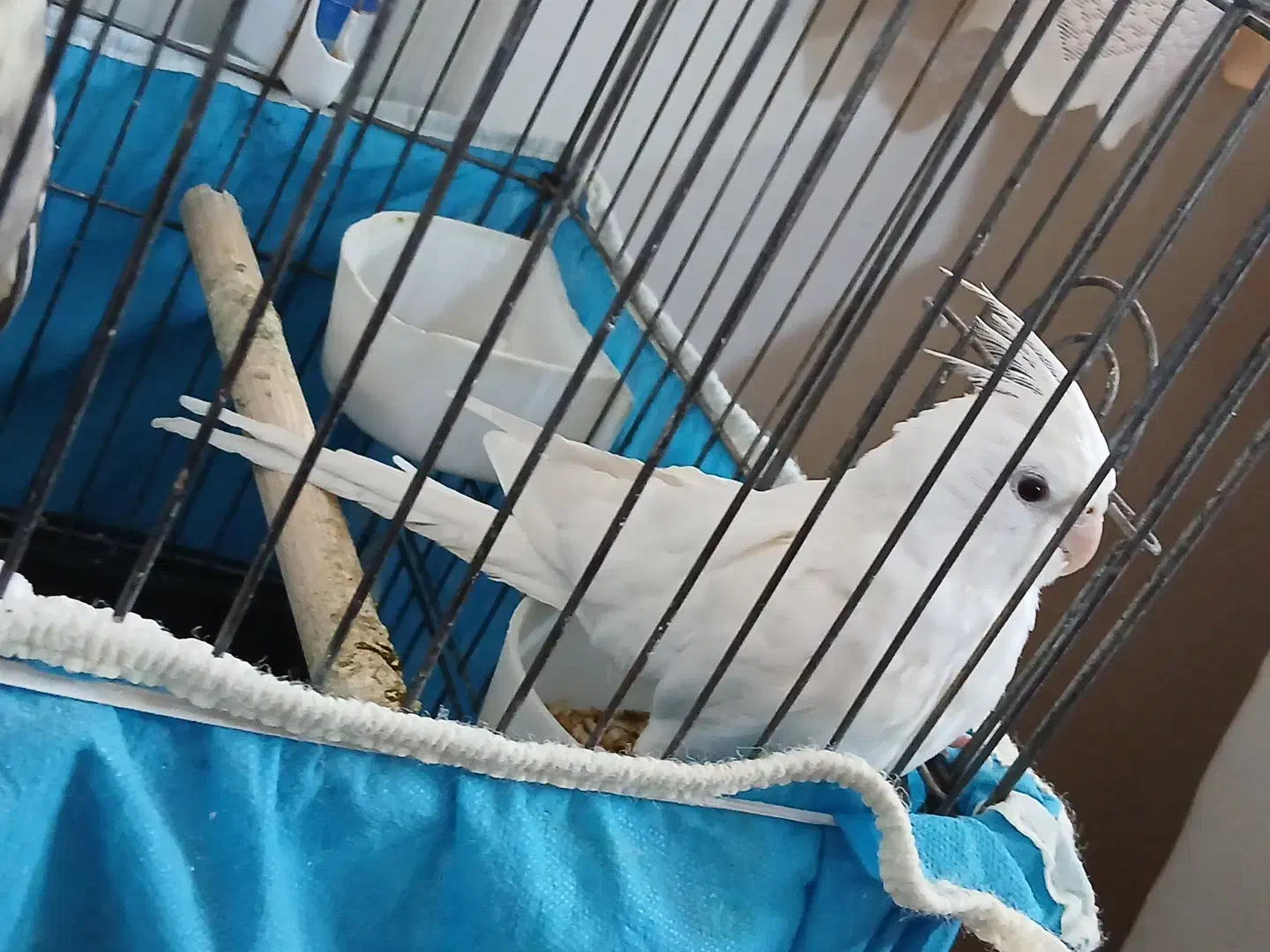 عروس هلندی|پرنده|پاکدشت, شهرک امام رضا|دیوار