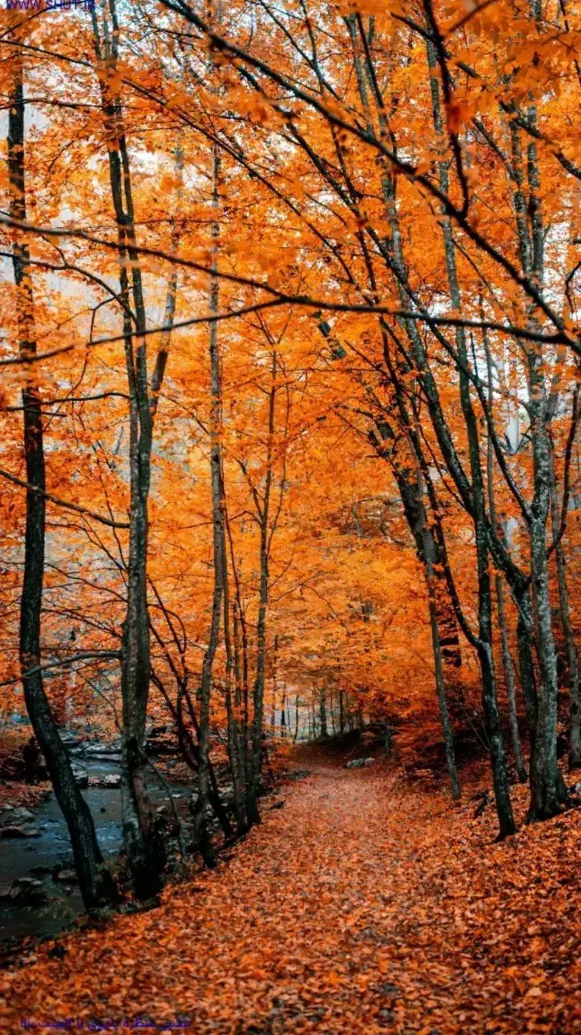 کارهای منزل انجام میدم|خدمات نظافت|شیراز, لاله|دیوار