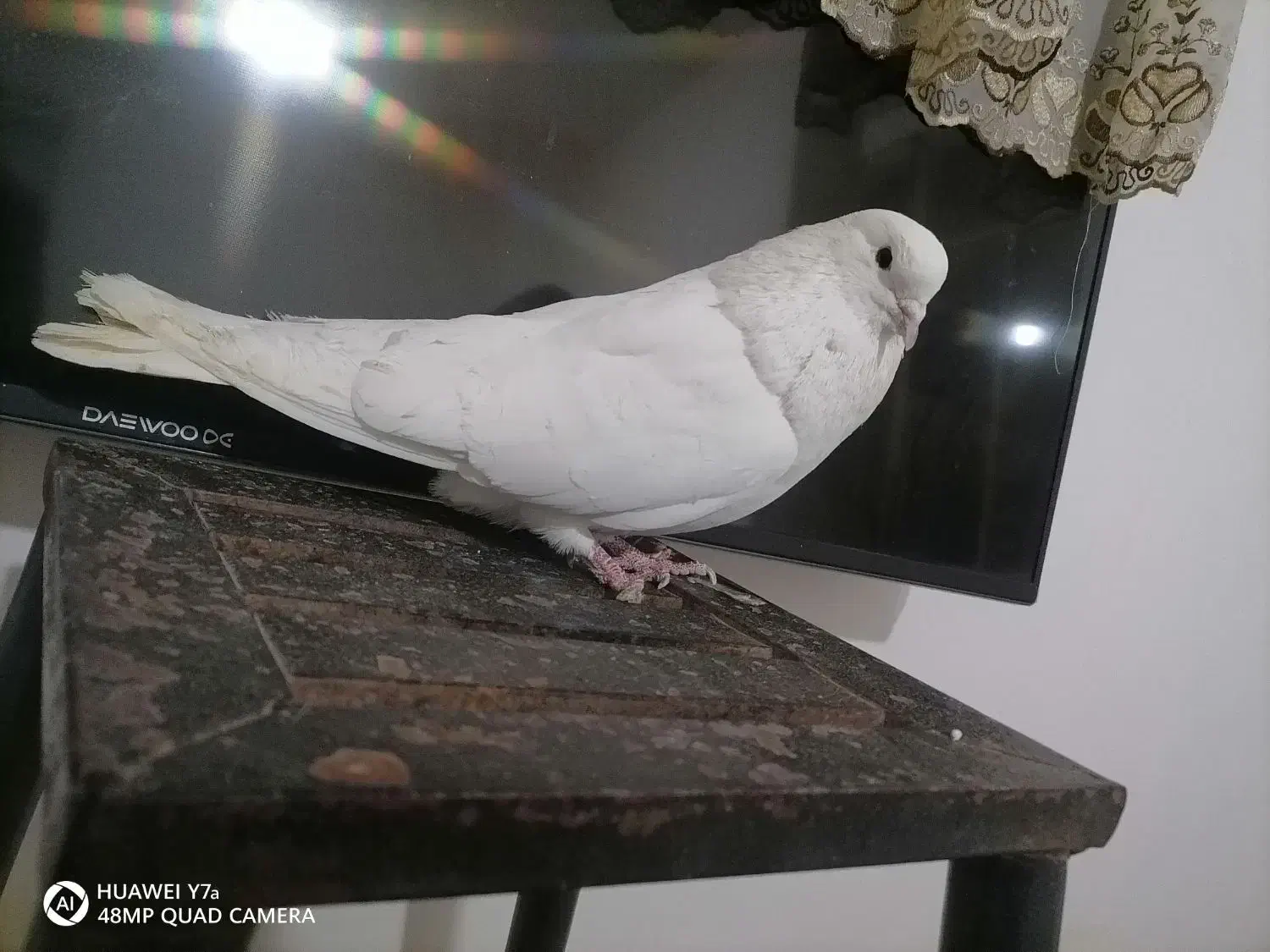 فروش.کبوتر|پرنده|گل تپه, |دیوار